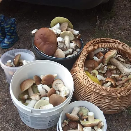 Zacisze Kurpiowskie U Janusza Campsite *